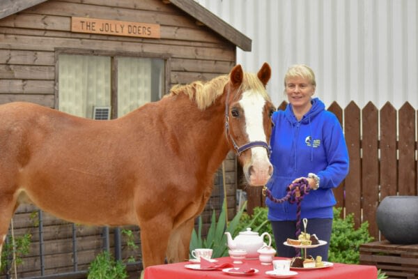 A pony stands next to a table laid out for afternoon tea