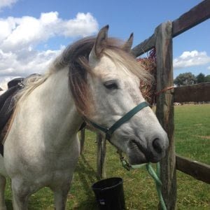 Pony Rides with Pebbles and the other Magpie ponies