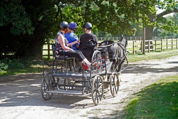 Carriage Driving Lesson along a track at Wallington Hall
