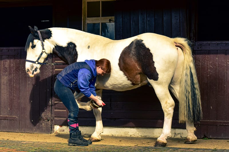 Volunteer prepares horse for lessons. Photo by Rachel Hurcomb.